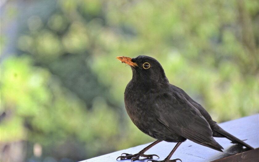 Amsel (Turdus merula) Drosseln bestimmen