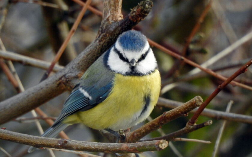 Blaumeise - Parus caeruleus