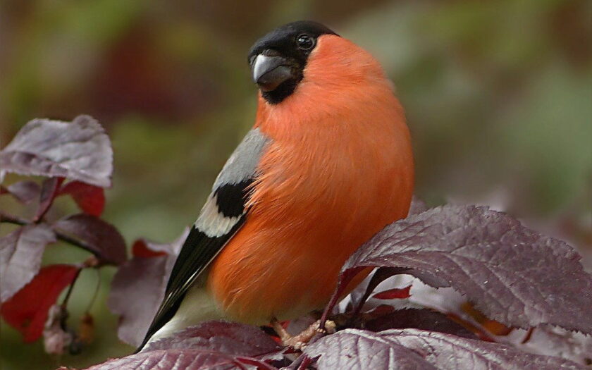 Gimpel oder Dompfaff - Pyrrhula pyrrhula Vogel mit roter Brust