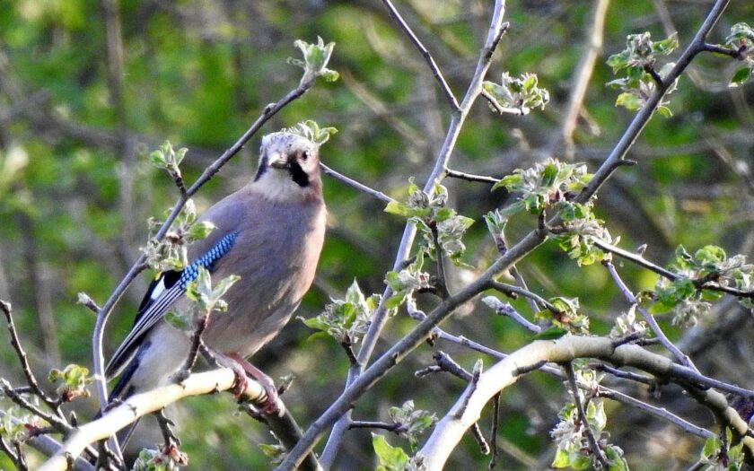 Eichelhäher - Garrulus glandarius