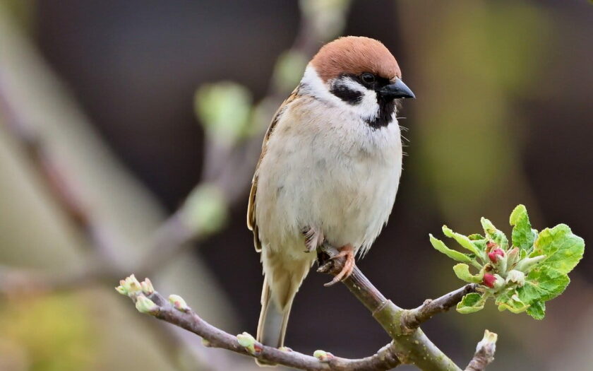 Feldsperling Passer montanus