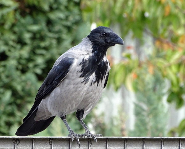 Aaskrähe (Corvus corone) Nebelkrähen-Morphe