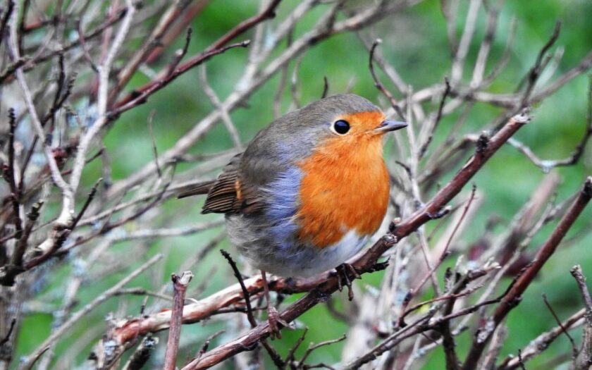 Rotkehlchen Erithacus rubecula