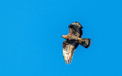 Wespenbussard - Pernis apivorus