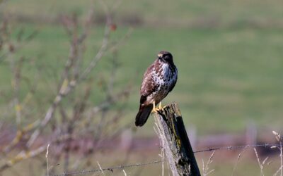 Mäusebussard - Buteo buteo