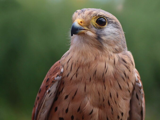 turmfalke im garten