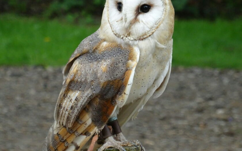 Schleiereule York Wildlife Park