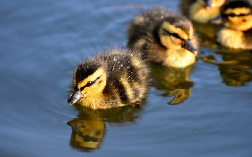 Stockenten-Küken als typische Nestflüchter