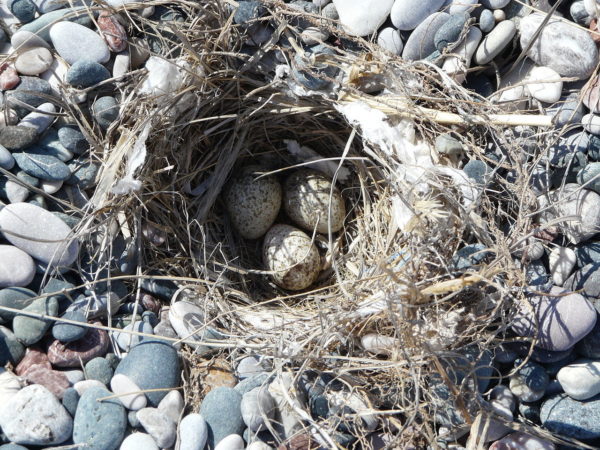 Nest mit Eiern der Haubenlerche