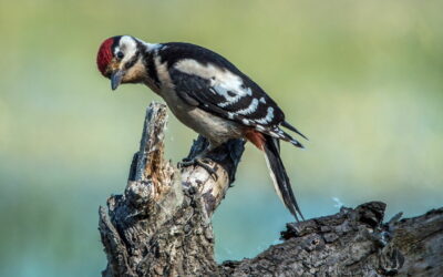 Aussehen und Merkmale beim Kleinspecht