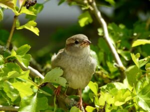 Vogelbeobachtung z.B. Sperling mit Futter