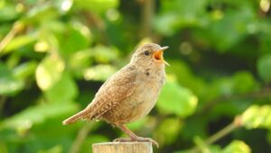 Warum singen Vögel morgens