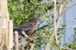 Wann ist die beste Zeit zum Vögel beobachten