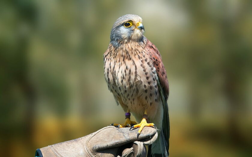 Turmfalke auf der Hand des Falkners