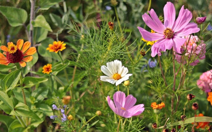 Heimische Blütenpflanzen als Paradies für Gartenvögel