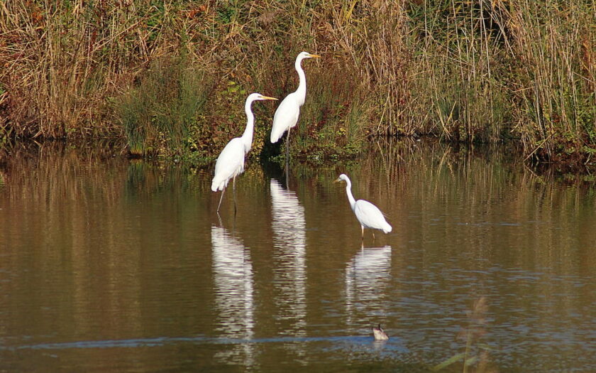 Reiher am See im Vogelschutzgebiet