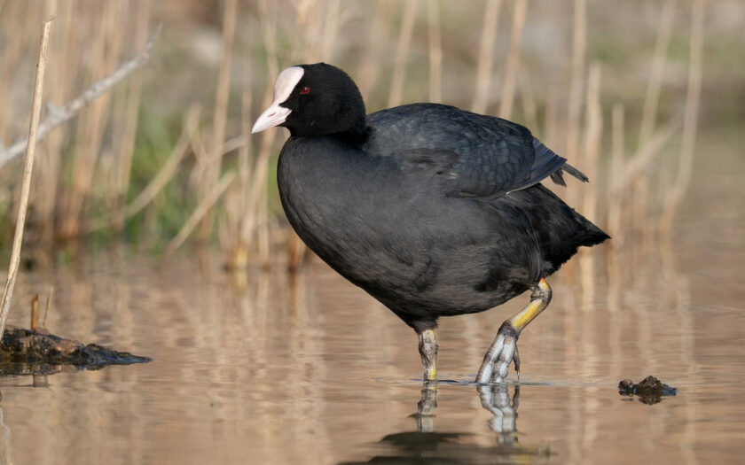 Blässhuhn Fulica atra