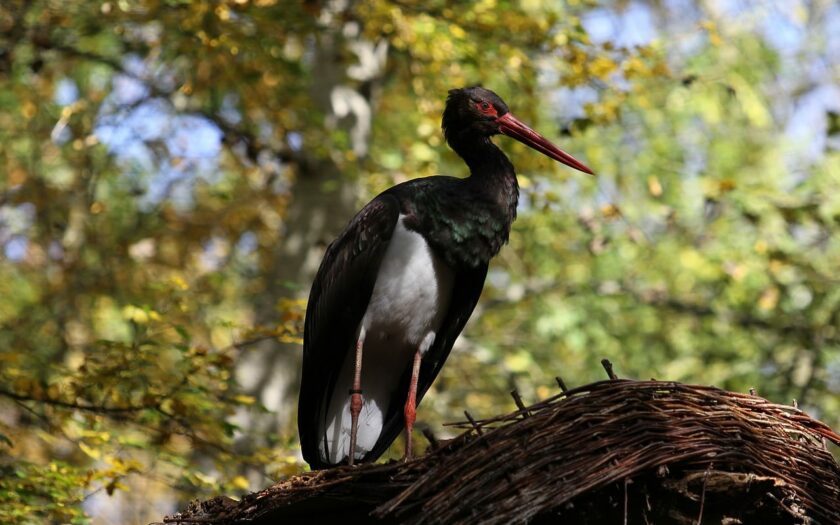 Schwarzstorch (Ciconia nigra)