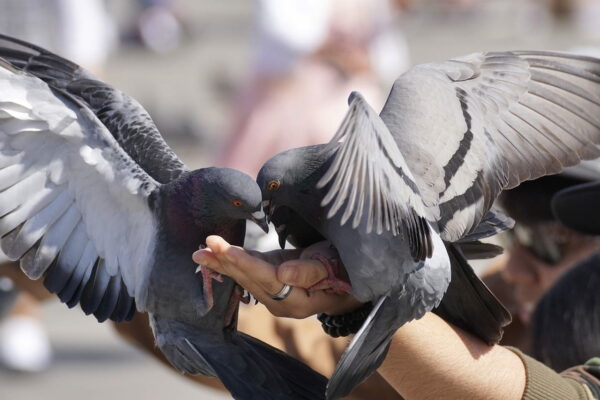 Tauben und andere Vögel in der Stadt