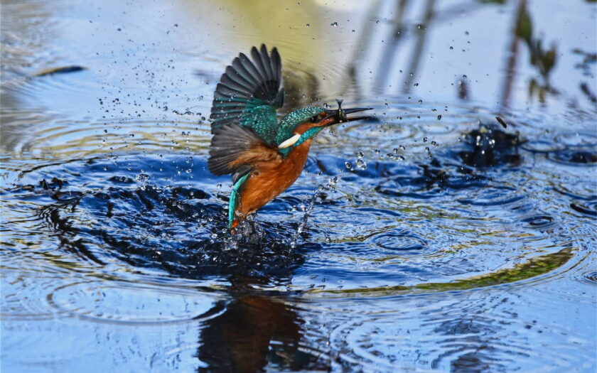 Vogelkunde, auch als Ornithologie bezeichnet