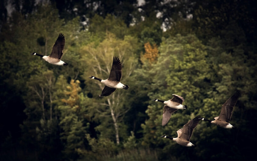 Vogelzug der Gänse