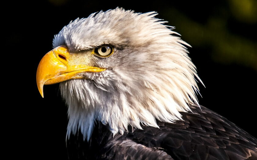 Weißkopfseeadler Porträt Kopf