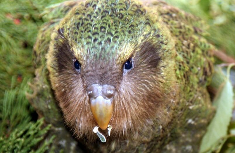 Kakapo Nahaufnahme