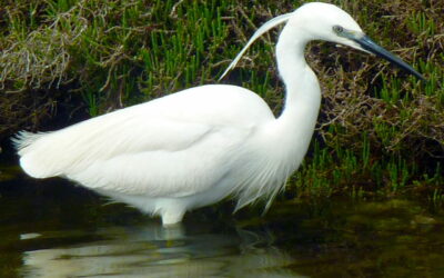 Seidenreiher Egretta garzetta