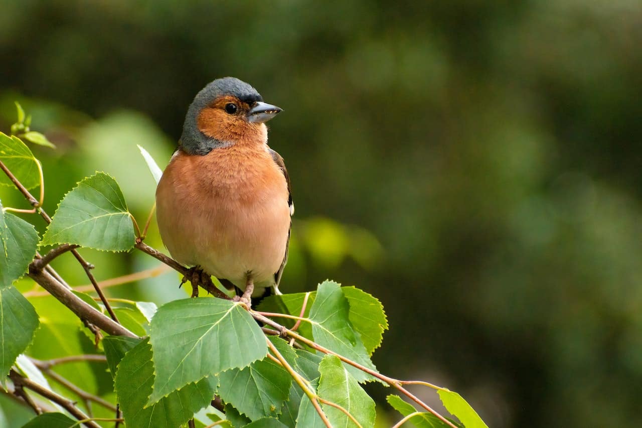 Waldvögel Bilder: Eintauchen in die Schönheit der Natur