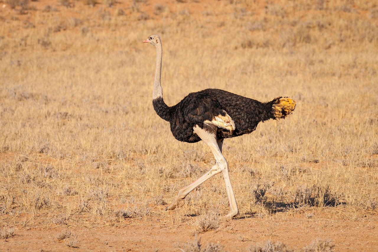 Welcher Vogel kann nicht fliegen?