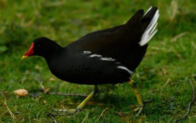 Teichhuhn Teichralle Aussehen