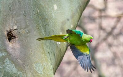 Halsbandsittich (Psittacula krameri) Aussehen