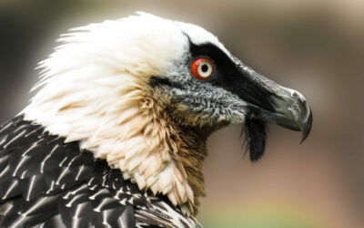 Bartgeier (Gypaetus barbatus) Aussehen Kopf