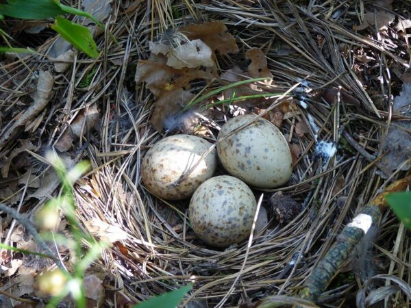 Nest des Haselhuhns mit Eiern