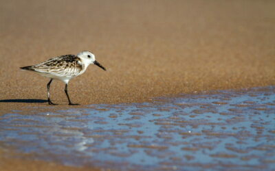 Sanderling Calidris alba Aussehen