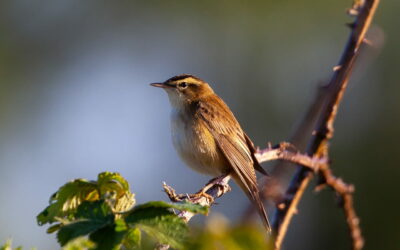 Schilfrohrsänger Acrocephalus schoenobaenus