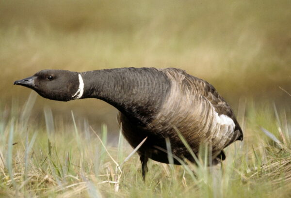 Ringelgans Branta bernicla Aussehen