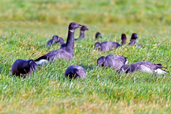 mehrere Ringelgänse im Gras