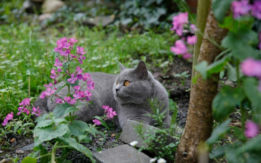 Gefahren für Gartenvögel Katzen