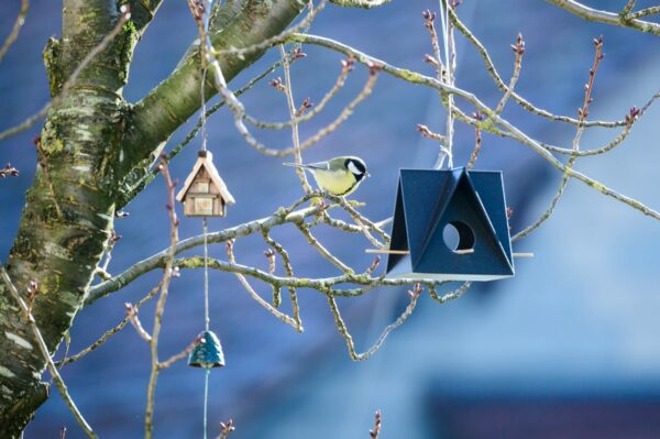 Kohlmeise am Vogelfutterhaus