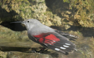 Mauerläufer Aussehen und Merkmale