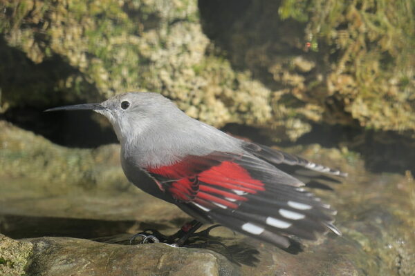 Mauerläufer Aussehen und Merkmale