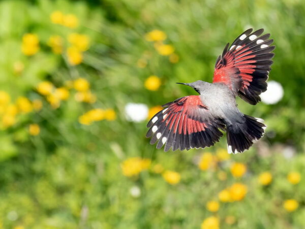 Mauerläufer im Flug