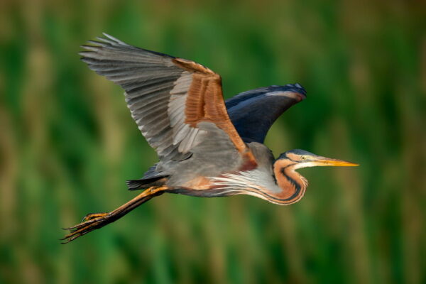 Purpurreiher im Flug