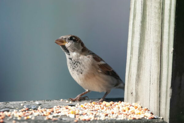 Vogelfutter selbst herstellen