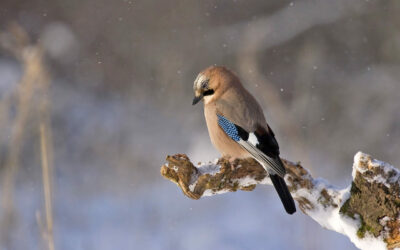 Vogelbeobachtung im Winter Eichelhäher auf Ast