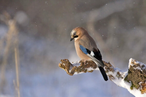 Vogelbeobachtung im Winter Eichelhäher auf Ast