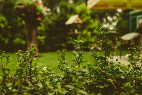 Garten ohne Vögel nicht denkbar