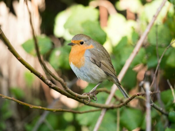 Rotkehlchen im Garten