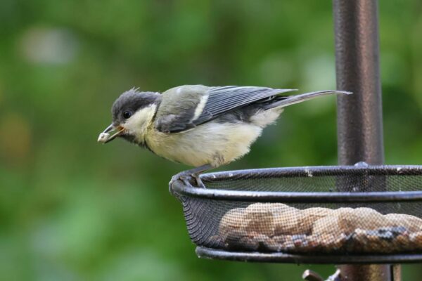 Schaffung eines vogelfreundlichen Gartens